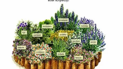 Целебные растения: топ-15 июньских дикоросов | Цветы | Дача | Аргументы и  Факты