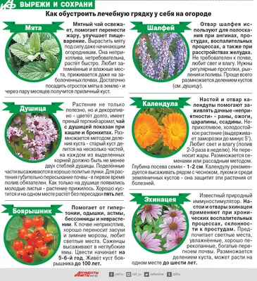 Аптекарский огород: 10 самых полезных лекарственных растений для дачи —  Roomble.com