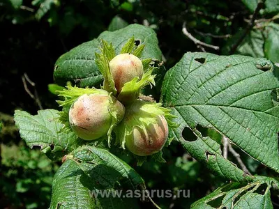 Лещина и ее значение в питании и здоровье человека | АППЯПМ