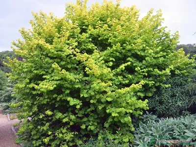 Лещина обыкновенная Aурея (Corylus avellana Aurea )