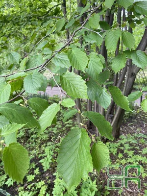 Лещина обыкновенная / Corylus avellana