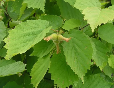 Лещина обыкновенная (CORYLUS AVELLANA)