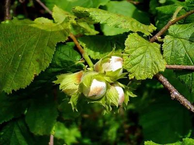 Лещина обыкновенная ф. пурпурная (Corylus avellana Atropurpurea) (фундук,  лесной)