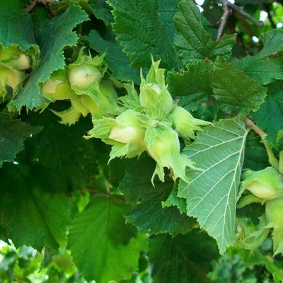 Лещина обыкновенная краснолистная Атропурпуреа (Corylus avellana  'Atropurpurea') - «Не только украшение сада, но и много вкусных орешков» |  отзывы