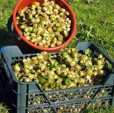 Лещина обыкновенная 'Rotblattrige Zellernuss' (Corylus avellana  'Rotblattrige Zellernuss') - «Feel Green»