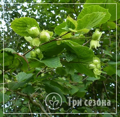 Лещина обыкновенная (Орешник) (Corylus avellana)