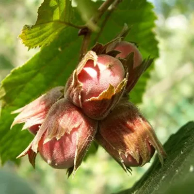 Лещина обыкновенная краснолистная Атропурпуреа (Corylus avellana  'Atropurpurea') - «Не только украшение сада, но и много вкусных орешков» |  отзывы