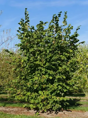 Лещина обыкновенная (Corylus avellаna) С20L – Ваш сад