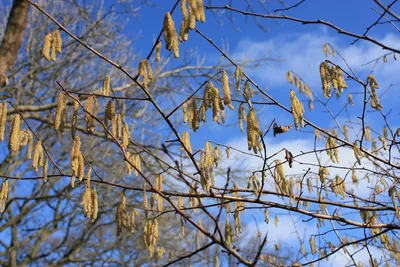 Лещина обыкновенная весной на фоне цветущих деревьев