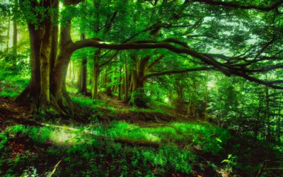 Лесной пейзаж, смешанный лес , чистое…» — создано в Шедевруме