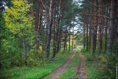 Картина Лесной пейзаж. Размеры: 50x70, Год: 2022, Цена: 36500 рублей  Художник Любимова Вета