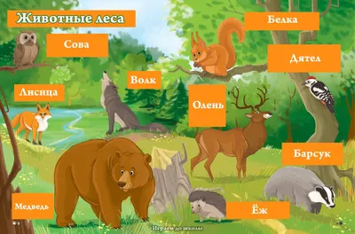 Играем до школы: Наглядный плакат для детей Животные леса