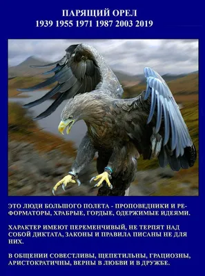 Купить картину по номерам 40х50 GX21583 «Парящий орел» на ColorNumbers.RU
