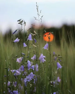 Уходит не лето , а дни нашей жизни....., а лето вернется опять через  год........ | Elegant flowers, Flowers, Beautiful colors