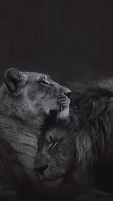 vorte_coeur on Instagram: 💔для каждого Льва, своя Львица💔 | Лев  фотографии, Обои для ipod, Абстрактные фотографии