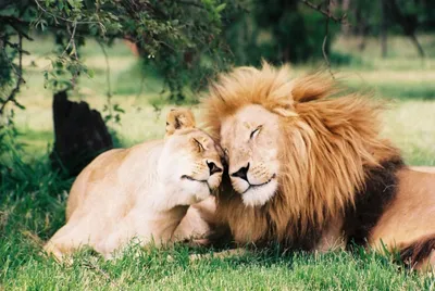 Львица и лев отдыха на природе Стоковое Фото - изображение насчитывающей  млекопитающее, мясоед: 195874002