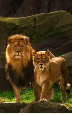 Картинка льва и львицы - 66 фото