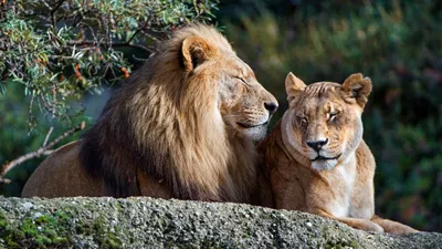 Картинки лев и львица (100 фото) • Прикольные картинки и позитив