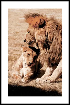 Открытки тигр и львица любовь красивые (65 фото) » Красивые картинки и  открытки с поздравлениями, пожеланиями и статусами - Lubok.club