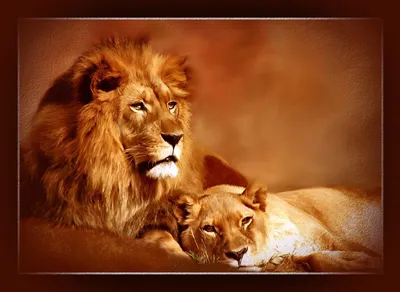 Комплект картин на холсте LOFTime Лев и львица половинки 30*40 купить по  цене 748 ₽ в интернет-магазине Детский мир