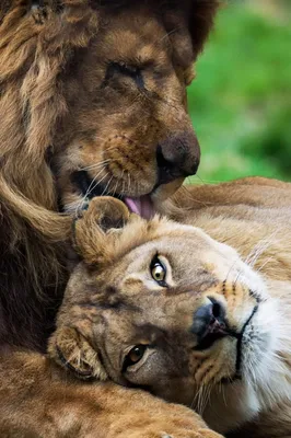 Красивые картинки льва и львицы - 65 фото