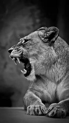 Лев и львица, портрет красивые львы, львы в Da Стоковое Изображение -  изображение насчитывающей охота, семья: 63651451