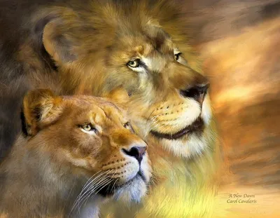 Красивые львы и львицы - 53 фото