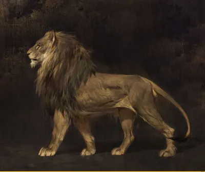 Картинки лев, львица, фото, позитив, хищники - обои 1920x1080, картинка  №211486