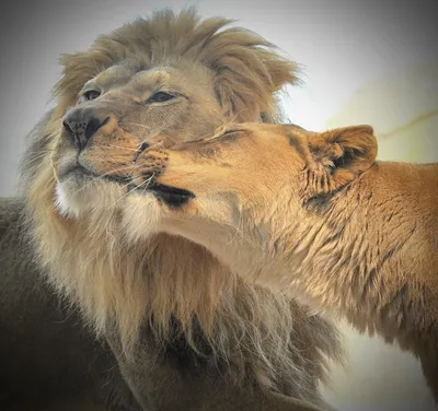 Лев и львица красивые картинки фотографии