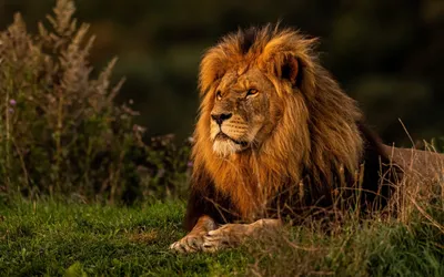 Лев чёрно белый (48 фото) | Татуировки с головой льва, Морды животных, Лев