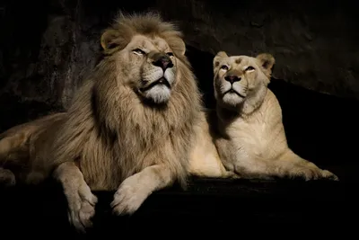 Красивые картинки льва и львицы - 65 фото