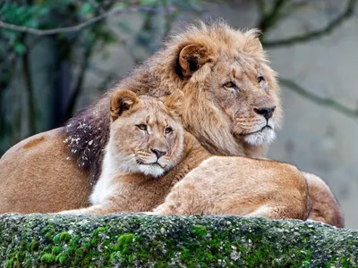 Красивые картинки льва и львицы - 71 фото