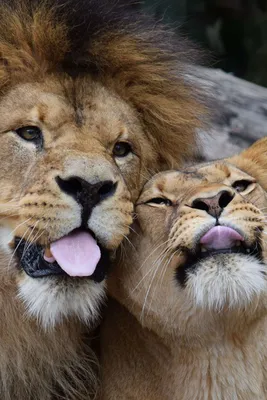 Лев и львица любовь картинки красивые - 66 фото