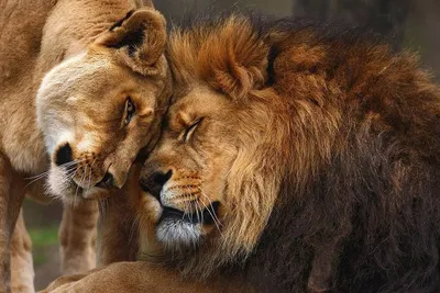 Картинки по запросу лев и львица любовь | Lion love, Lion couple, Lion and  lioness