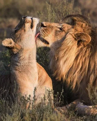 Львица и лев любовь картинки нежность - 70 фото