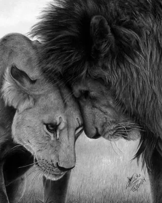 Сила в нас | Lion love, Lion photography, Lion pictures