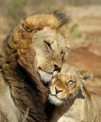 Лев и львица любовь картинки красивые - 66 фото