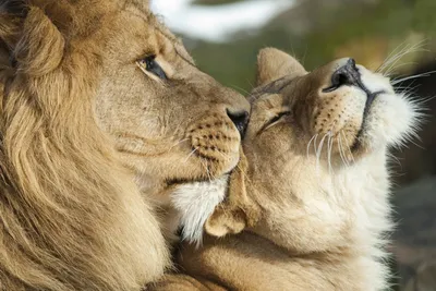 Львица и лев любовь картинки нежность - 70 фото