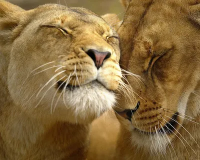 Скачать обои и картинки лев, львица, любовь, забота, нежнось для рабочего  стола в разрешении 2560x2048