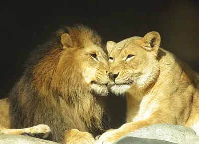 Обои лев, львица, любовь, мило картинки на рабочий стол, фото скачать  бесплатно