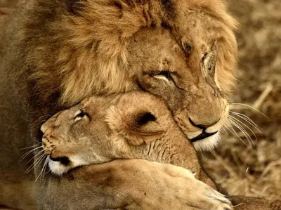 Львы любовь - 58 фото: смотреть онлайн