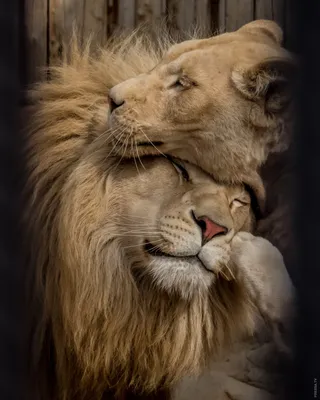 Лев и львица стоковое изображение. изображение насчитывающей млекопитающее  - 150886437