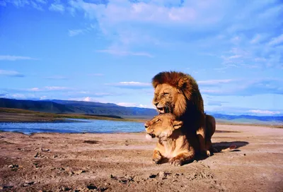 Лев и львица любовь картинки фотографии