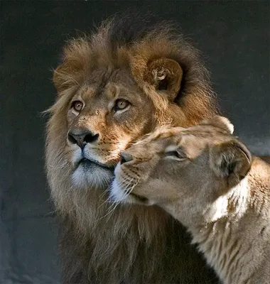 Лев и львица обнимаются - фото и картинки abrakadabra.fun