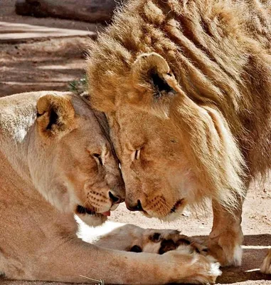 Картинки любовь, лев, львица - обои 2560x1600, картинка №331146