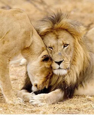 Лев и львица (54 лучших фото)