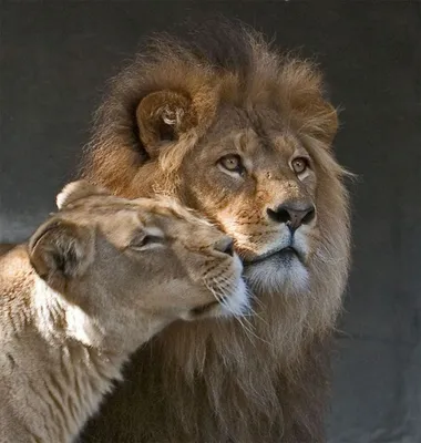 Картинки львы и львицы - 78 фото
