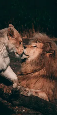 Картинки лев, львица, ласки, любовь, хищники - обои 1280x800, картинка  №461754