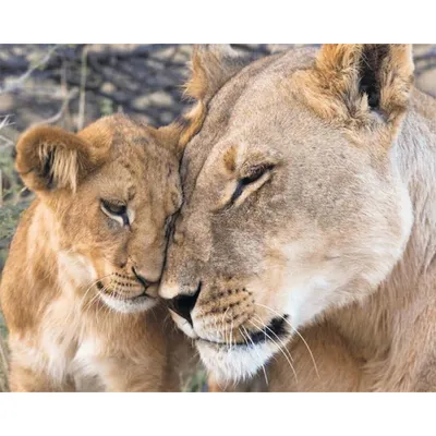 Открытки красивая любовь животных (70 фото) » Красивые картинки и открытки  с поздравлениями, пожеланиями и статусами - Lubok.club