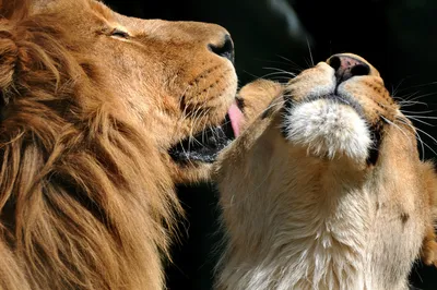 Два льва и львица - 82 фото